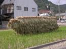 Harvesting rice * 600 x 450 * (190KB)